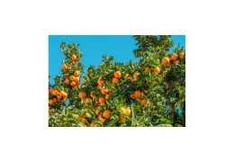 Temporada de naranjas en Valencia: ¿cuándo es?